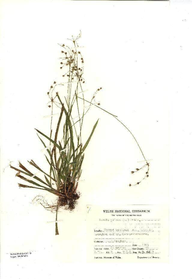 Image of hairy woodrush