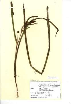 Image of Floating Bur-reed