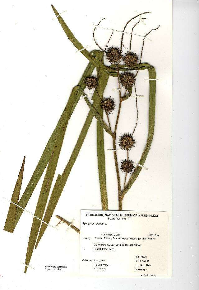 Image of Branched Bur-reed