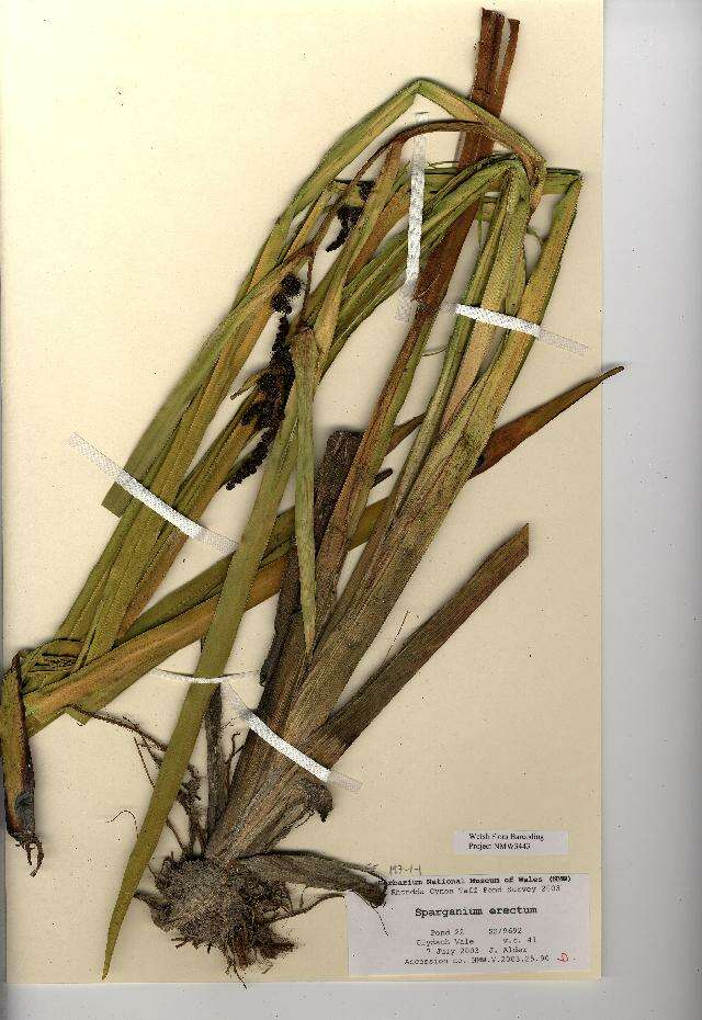 Image of Branched Bur-reed