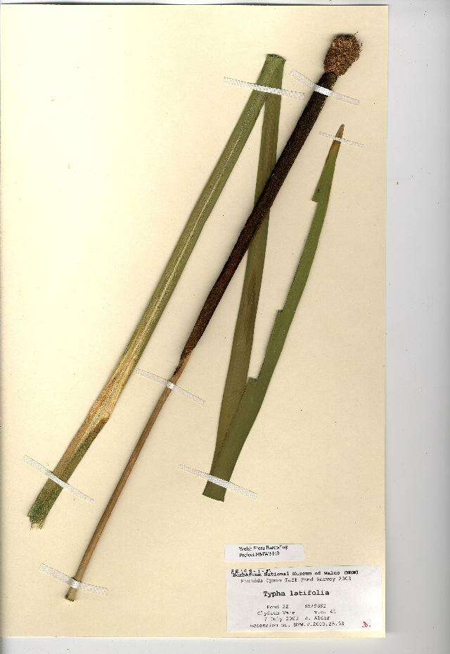 Image of broadleaf cattail