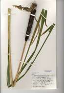 Image of broadleaf cattail