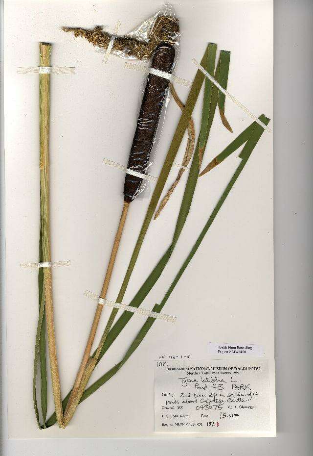 Plancia ëd Typha latifolia L.