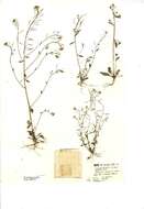Слика од Arabidopsis thaliana (L.) Heynh.