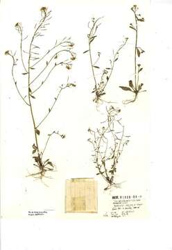 Слика од Arabidopsis thaliana (L.) Heynh.