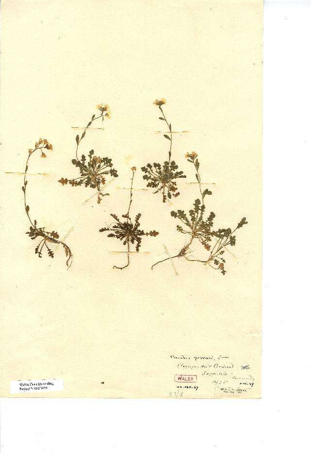 صورة Arabidopsis lyrata subsp. petraea (L.) O'Kane & Al-Shehbaz