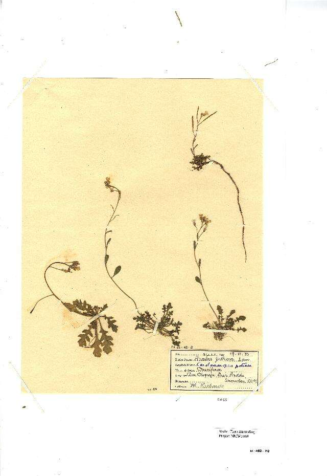 Plancia ëd Arabidopsis lyrata subsp. petraea (L.) O'Kane & Al-Shehbaz