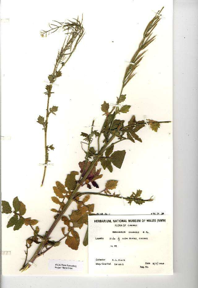 Слика од Barbarea vulgaris (L.) W. T. Aiton