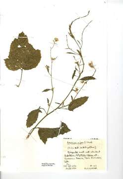 Image of black mustard