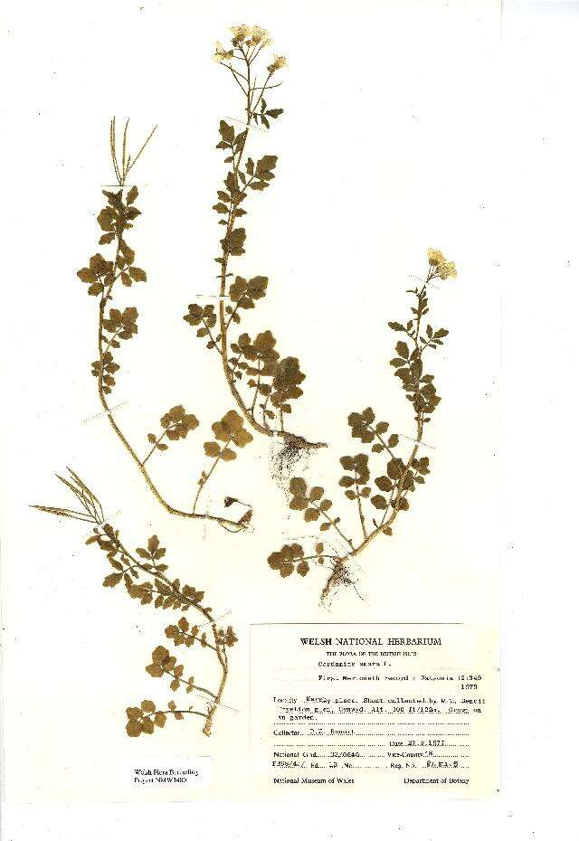 Image of Large Bittercress