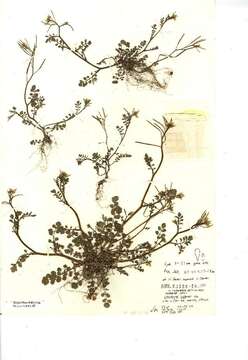 Image of wood bitter-cress, wavy bitter-cr.