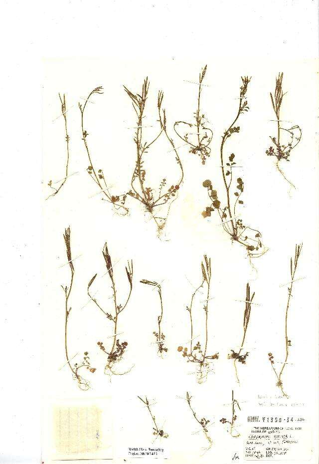 Image of hairy bittercress