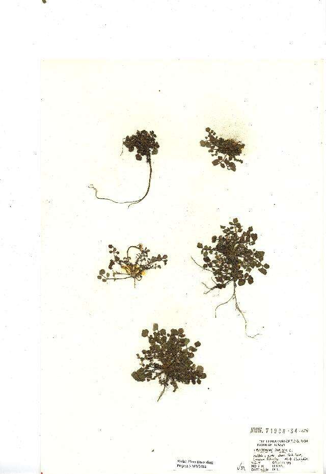 Image of hairy bittercress