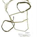 Image of Festuca paniculata (L.) Schinz & Thell.