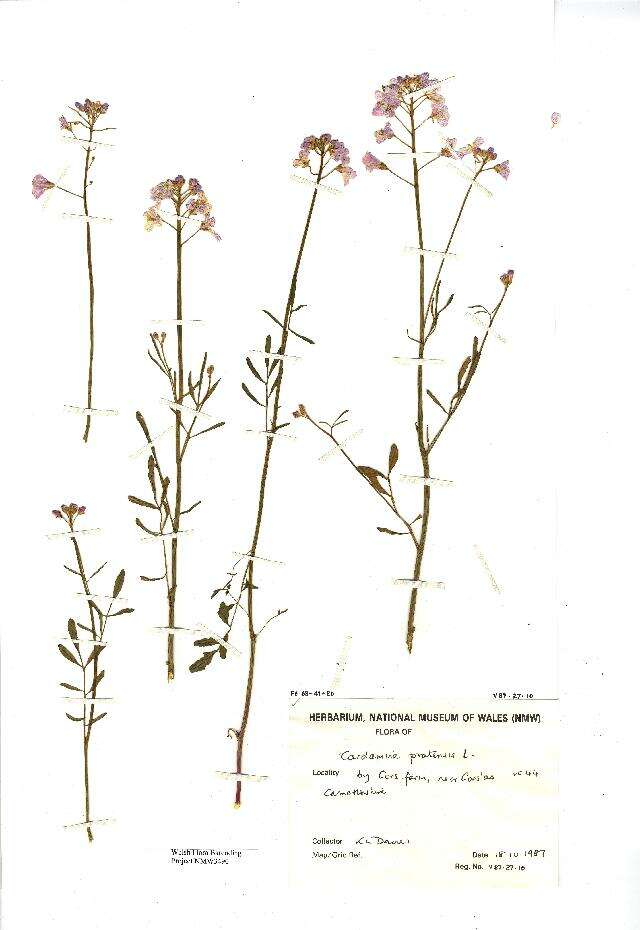 Image of cuckoo flower