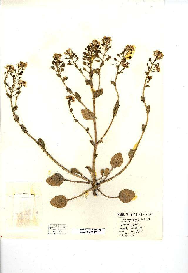 Image of Cochlearia anglica L.