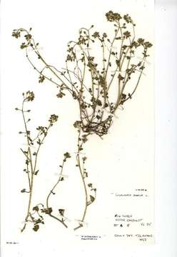 Image of early scurvygrass