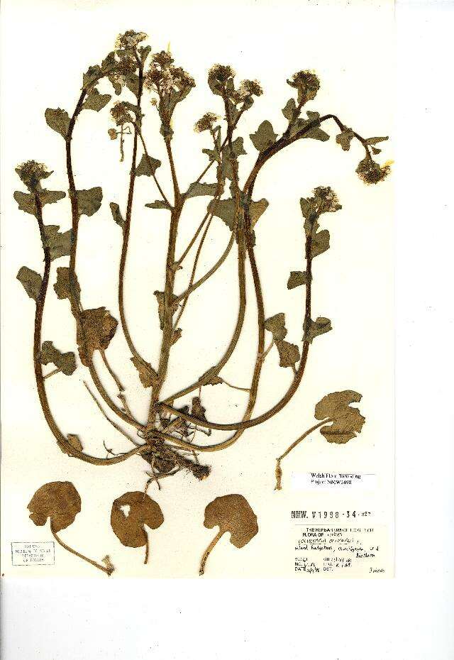 Image of Common Scurvygrass