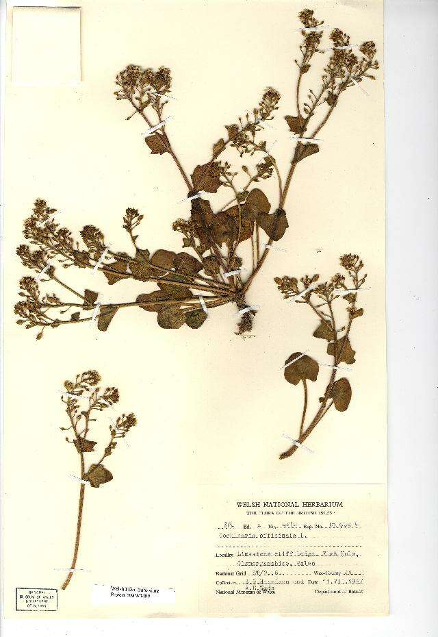 Image of Common Scurvygrass