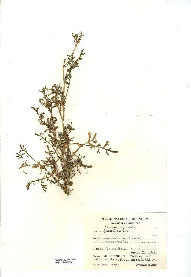 Sivun Lepidium coronopus kuva