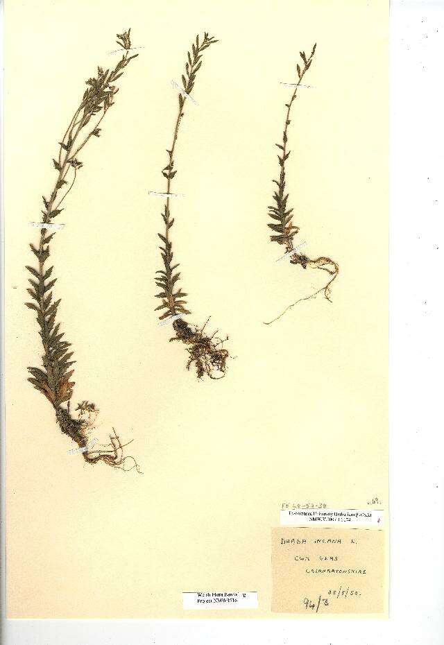 Image of twisted draba