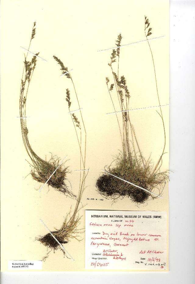 Image of Sheep's Fescue