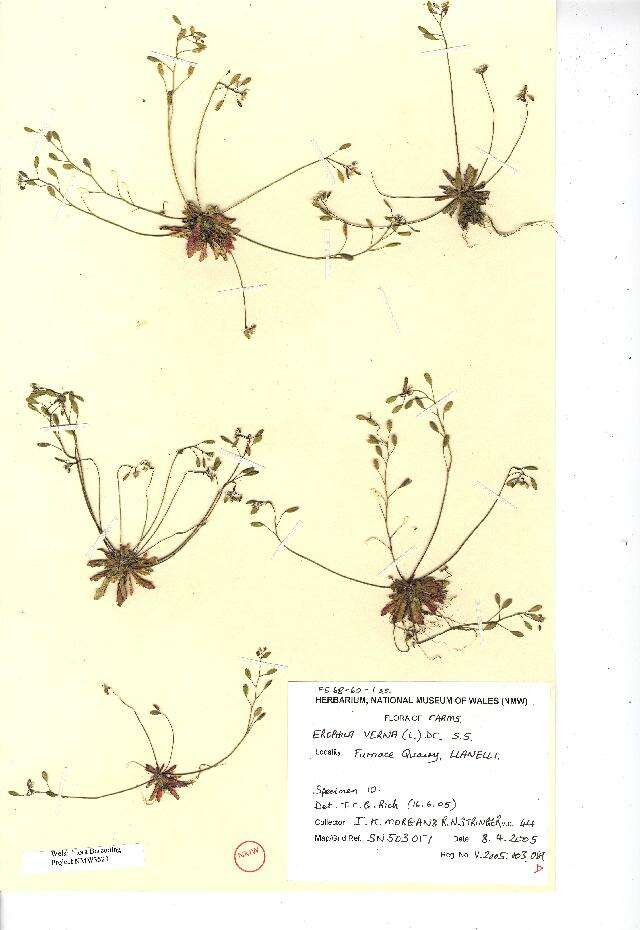 Image of Erophila verna