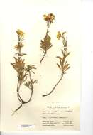 Image of Aegean wallflower