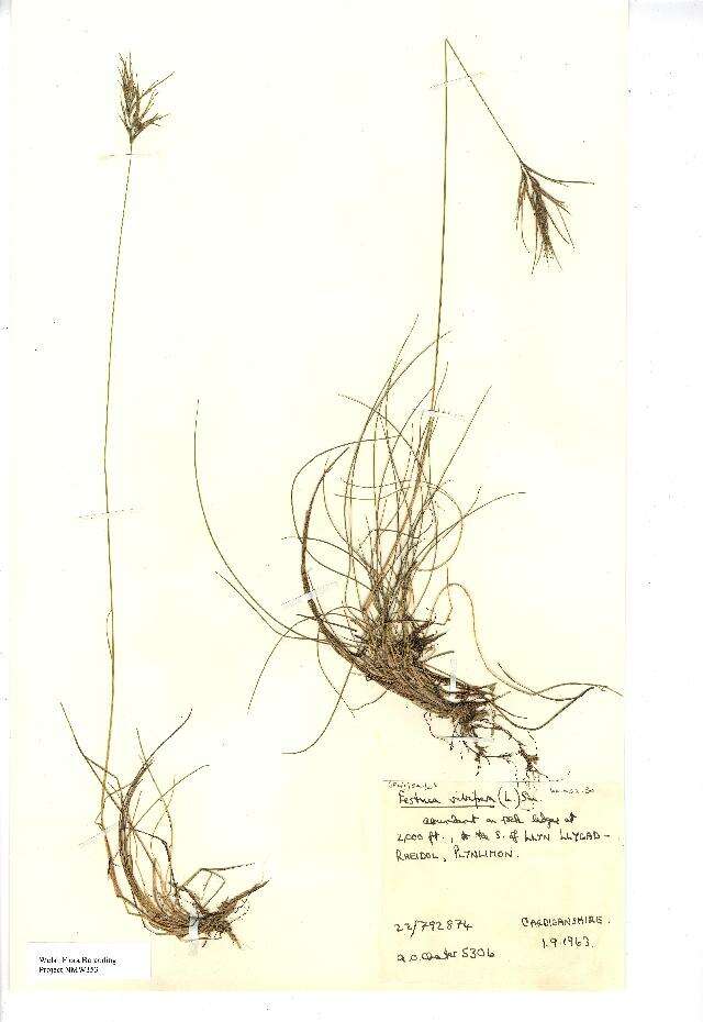 Image de Festuca vivipara (L.) Sm.