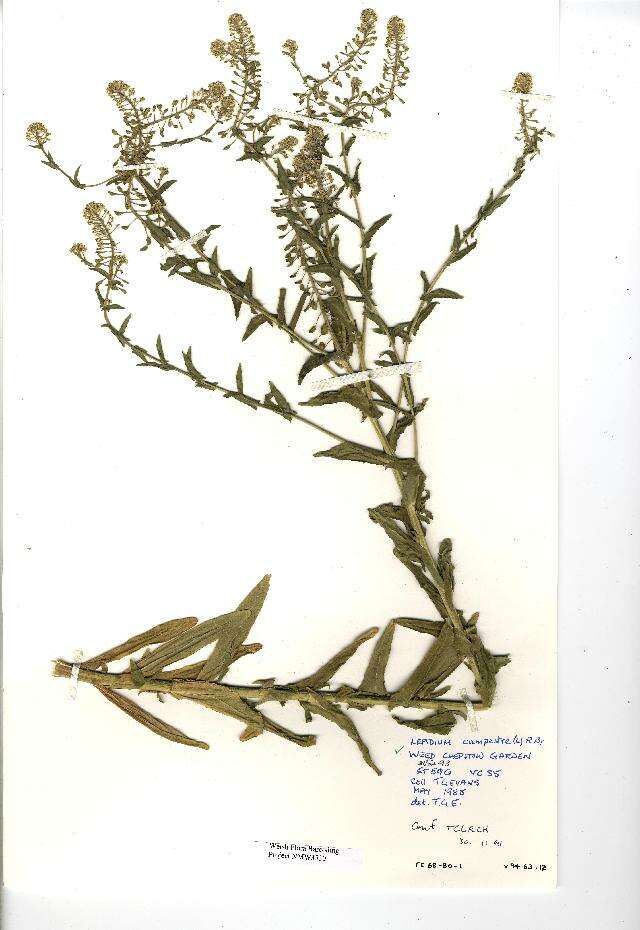 Слика од Lepidium campestre (L.) W. T. Aiton