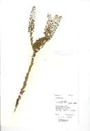 Слика од Lepidium campestre (L.) W. T. Aiton