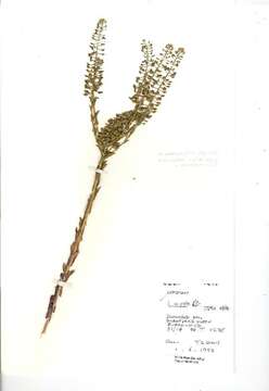 Image of field pepperweed