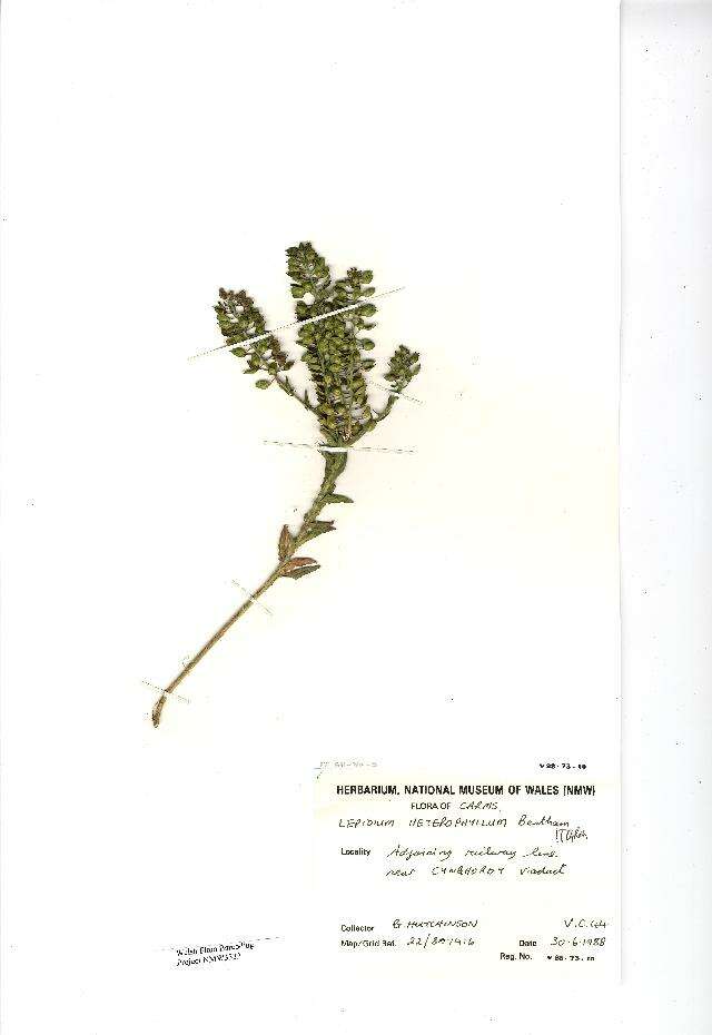 Image of Smith's Pepperwort