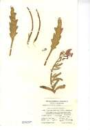 Plancia ëd Matthiola sinuata (L.) W. T. Aiton