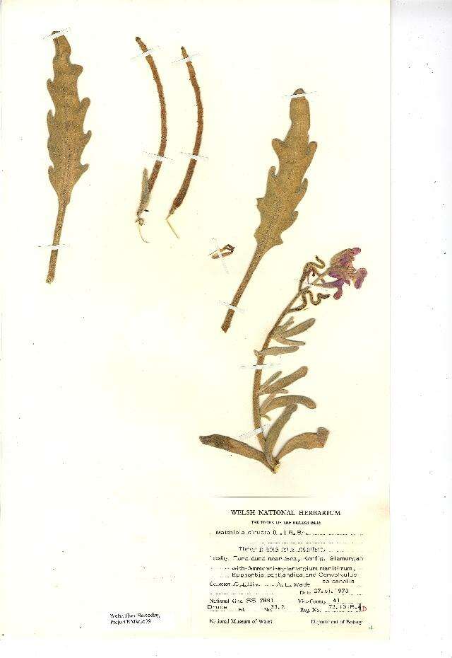 Plancia ëd Matthiola sinuata (L.) W. T. Aiton
