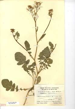 Image of wild radish