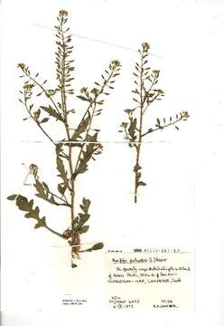 Image of bog yellowcress