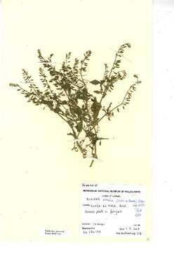 Image of northern marsh yellowcress