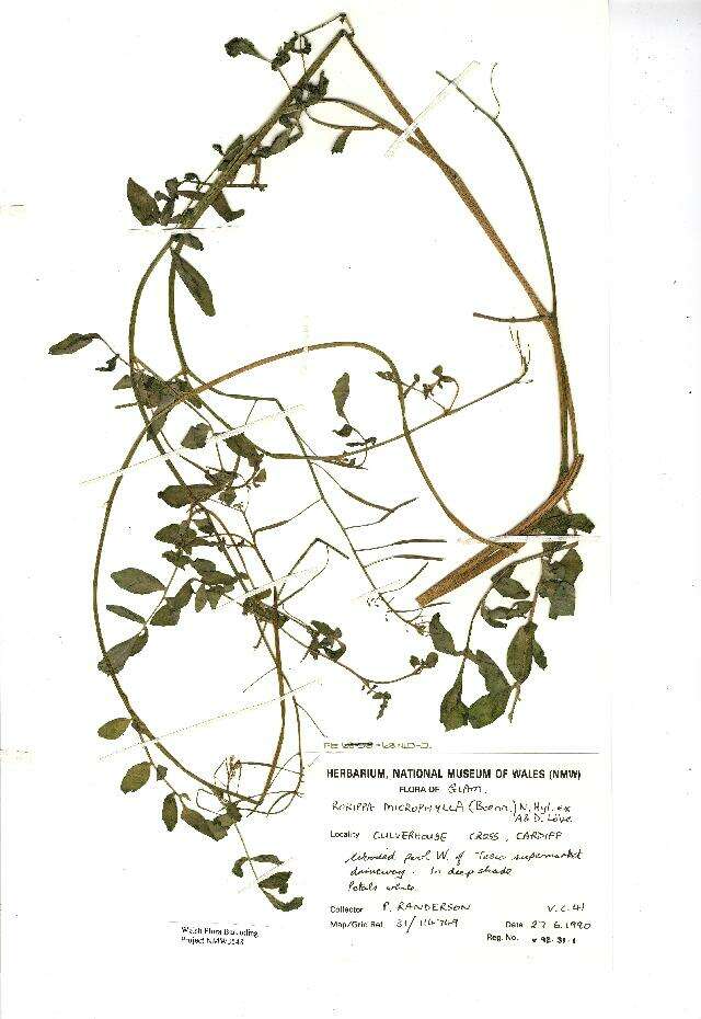 Слика од Nasturtium microphyllum