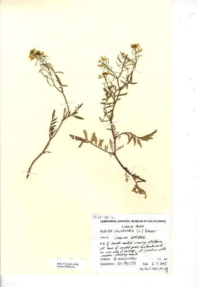 Image of creeping yellowcress