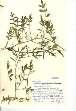 Image of creeping yellowcress