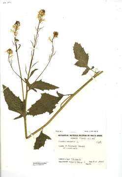 Image of charlock mustard