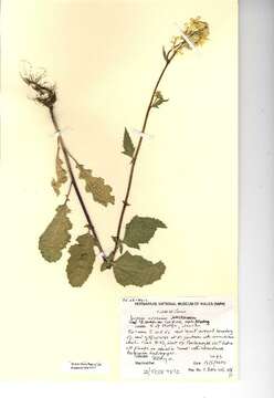 Image of charlock mustard