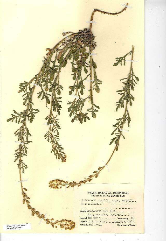 Слика од Reseda lutea L.