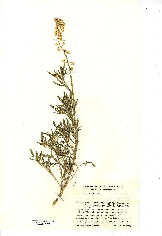 Слика од Reseda lutea L.