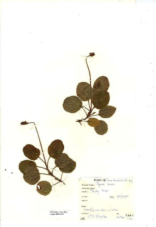 Image of common wintergreen