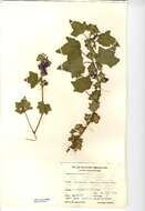 Image of tree mallow