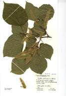 Image of Large-leaved Lime