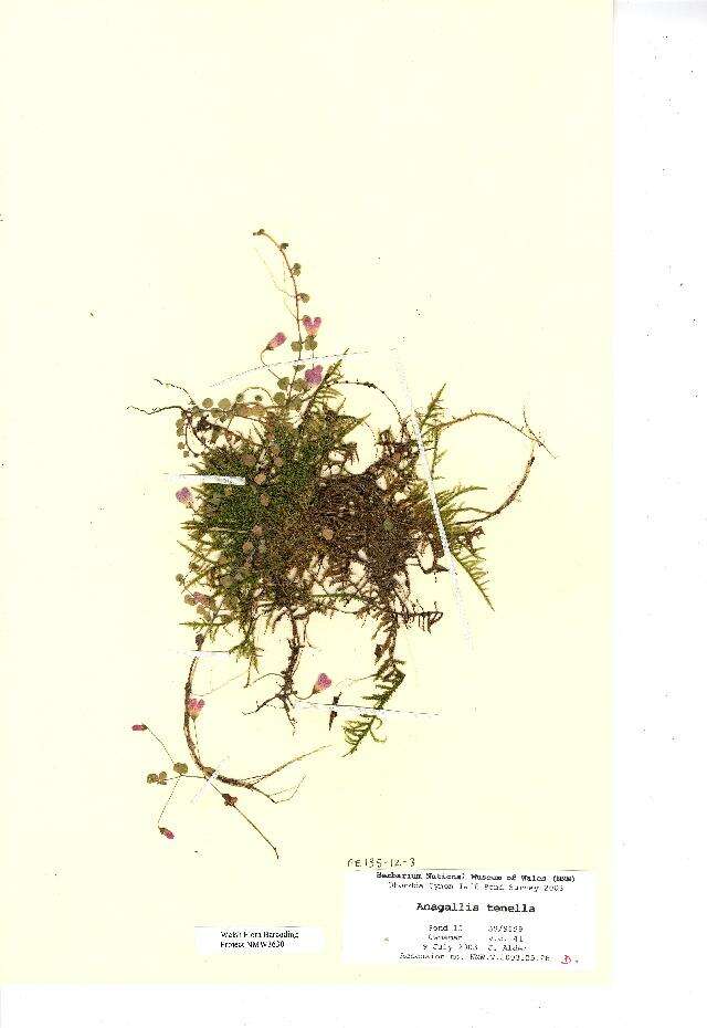 Image of bog pimpernel