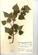 Image of Black Poplar